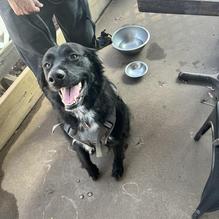 The Highlander Public House restaurant view 1