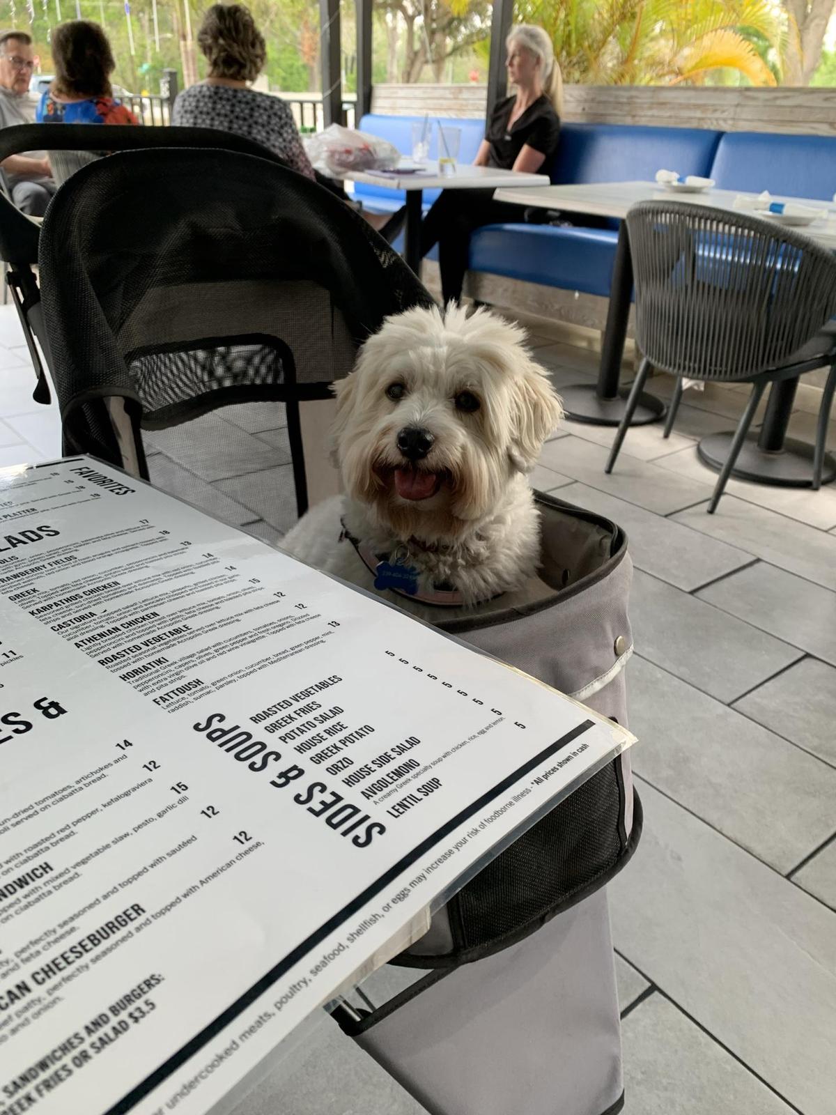 Dog Friendly Restaurants in Tampa FL BringFido