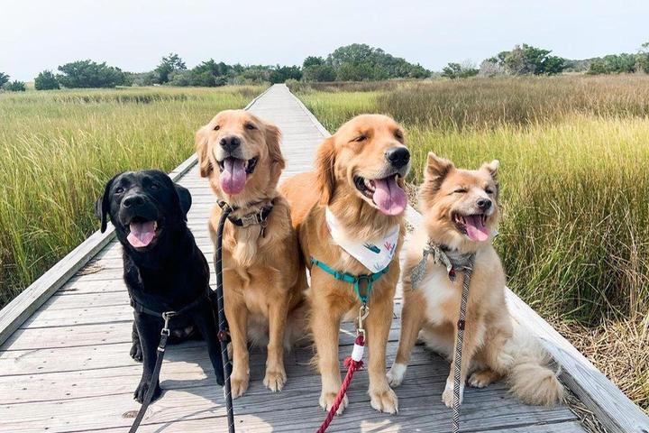 Pet Friendly Fort Fisher State Park