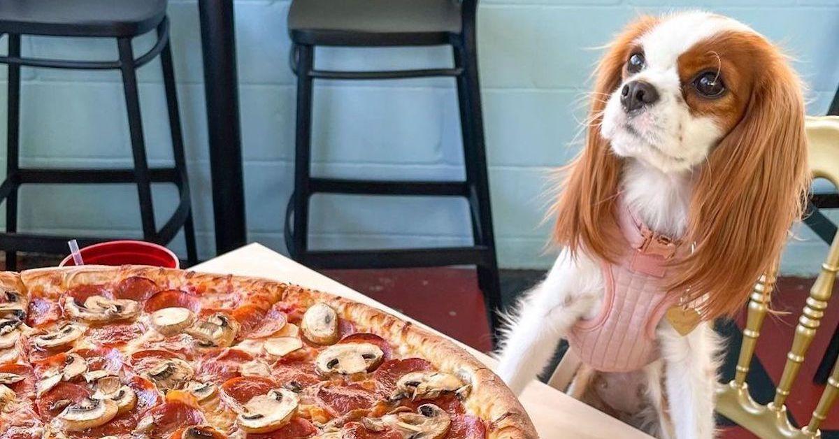 Celebrate Pi Day With Your Pup