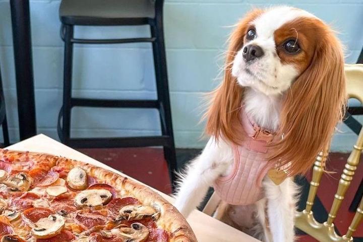 Dog-Friendly Pizza Restaurants for Pi Day.