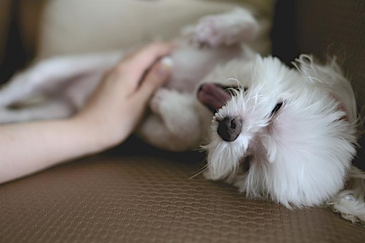 Can I Bring My Dog to Travelodge?