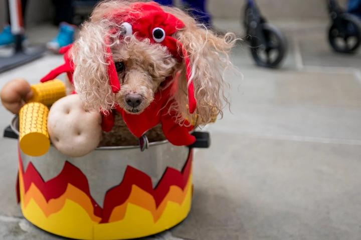 Dog dressed as lobster in gumbo pot.