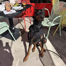 Red Pepper Taqueria Buckhead restaurant view 1