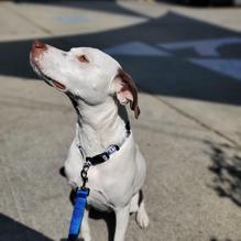 Drake's Barrel House restaurant view 1