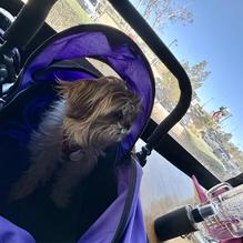 Twin Peaks Restaurant restaurant view 1