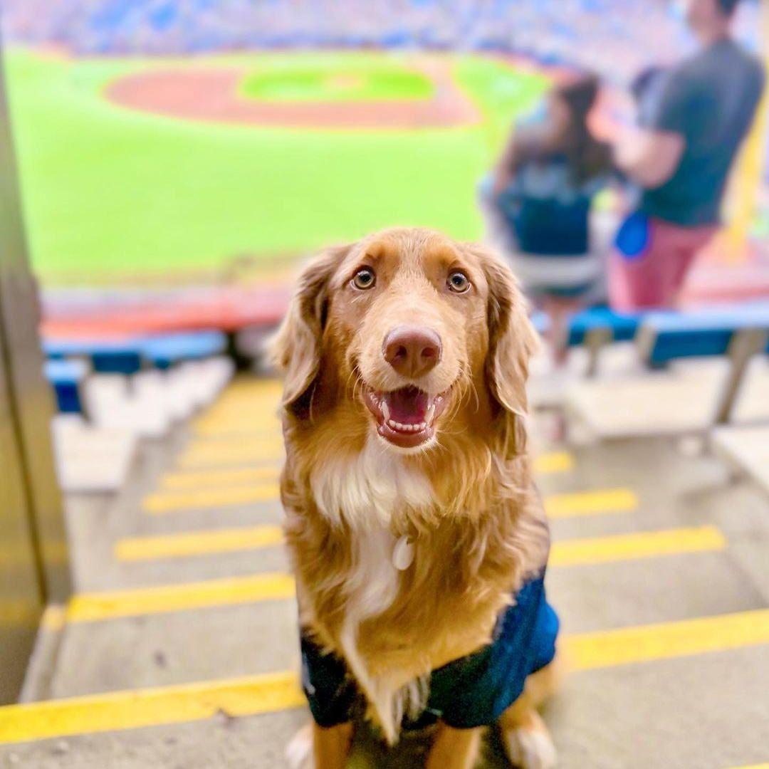 San Diego Padres: Meet the 2022 Paw Squad of Sunny, Diego and Rookie