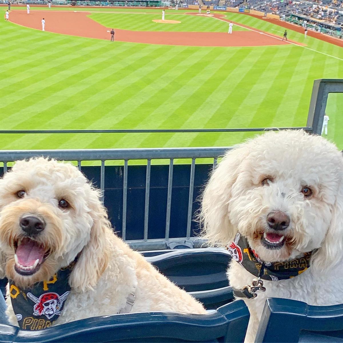 Dog-Friendly MLB Games for the 2017 Season