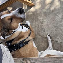 Underdogs restaurant view 2