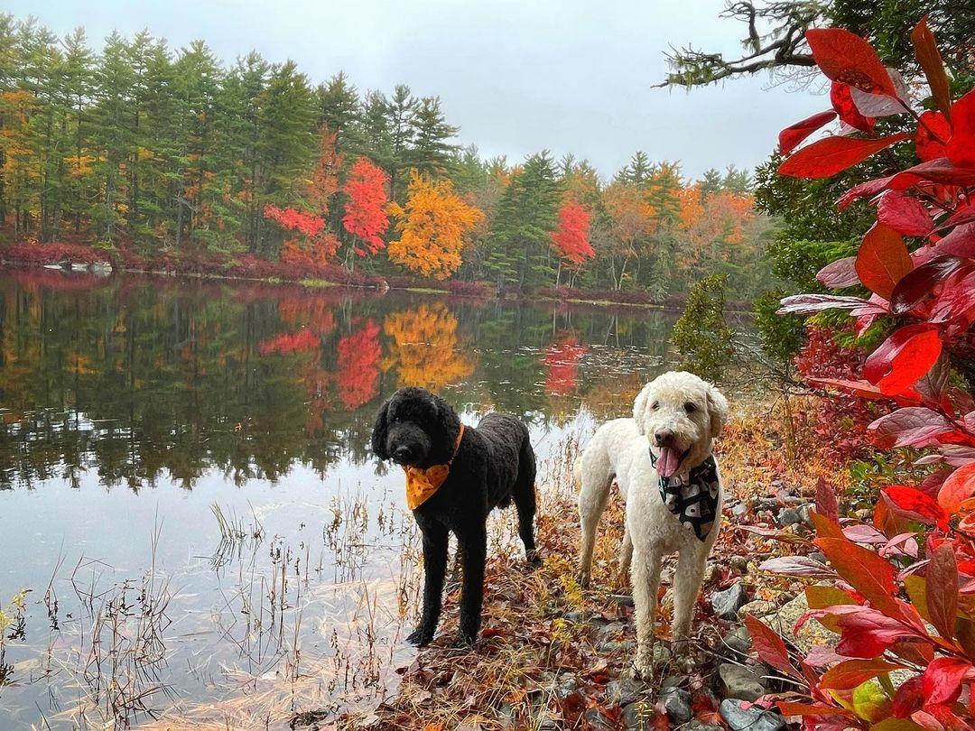 Dog friendly overnight hikes clearance