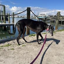 Tipsy Turtle Tavern restaurant view 2