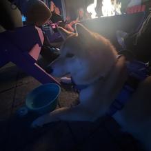 Voodoo Brewing Co. - Pittsburgh Pub restaurant view 2