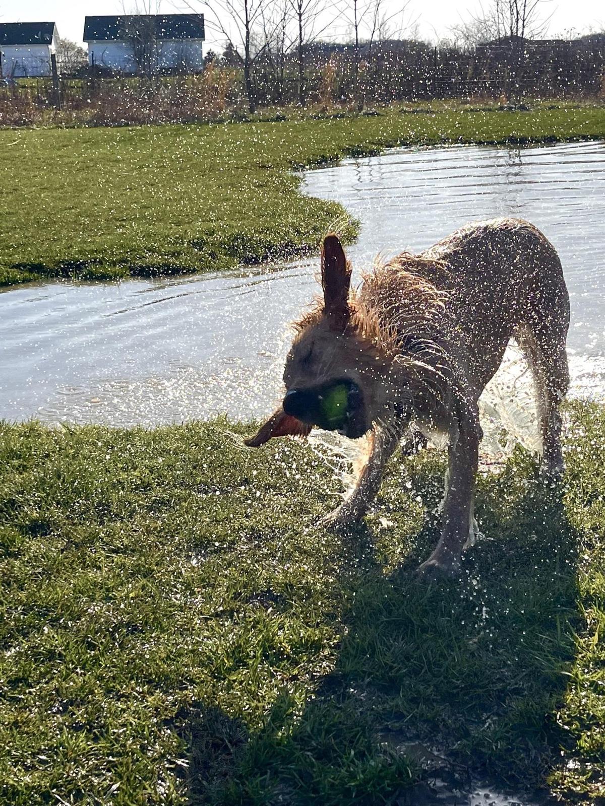 Tom harvey discount memorial dog park