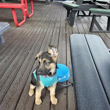 Shep’s Scoreboard restaurant view 1