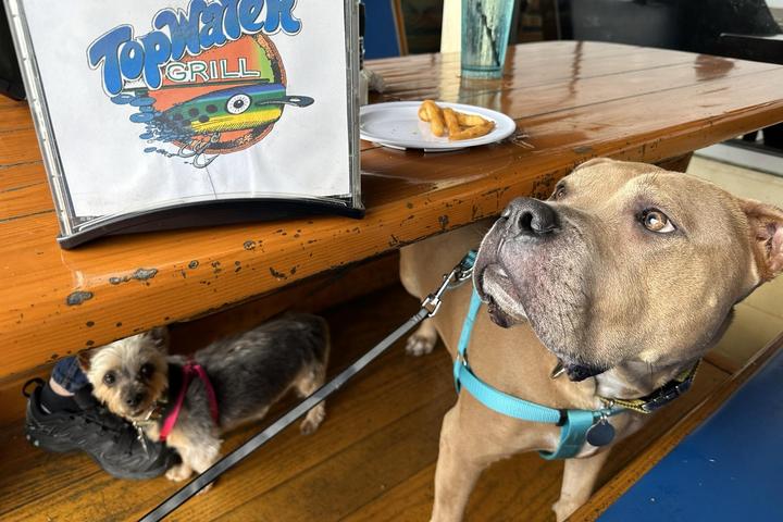 Pet Friendly Topwater Grill