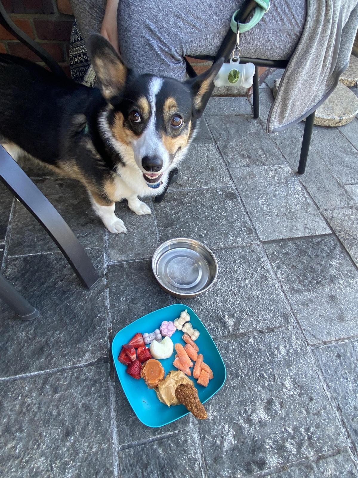 Breakfast places shop that allow dogs