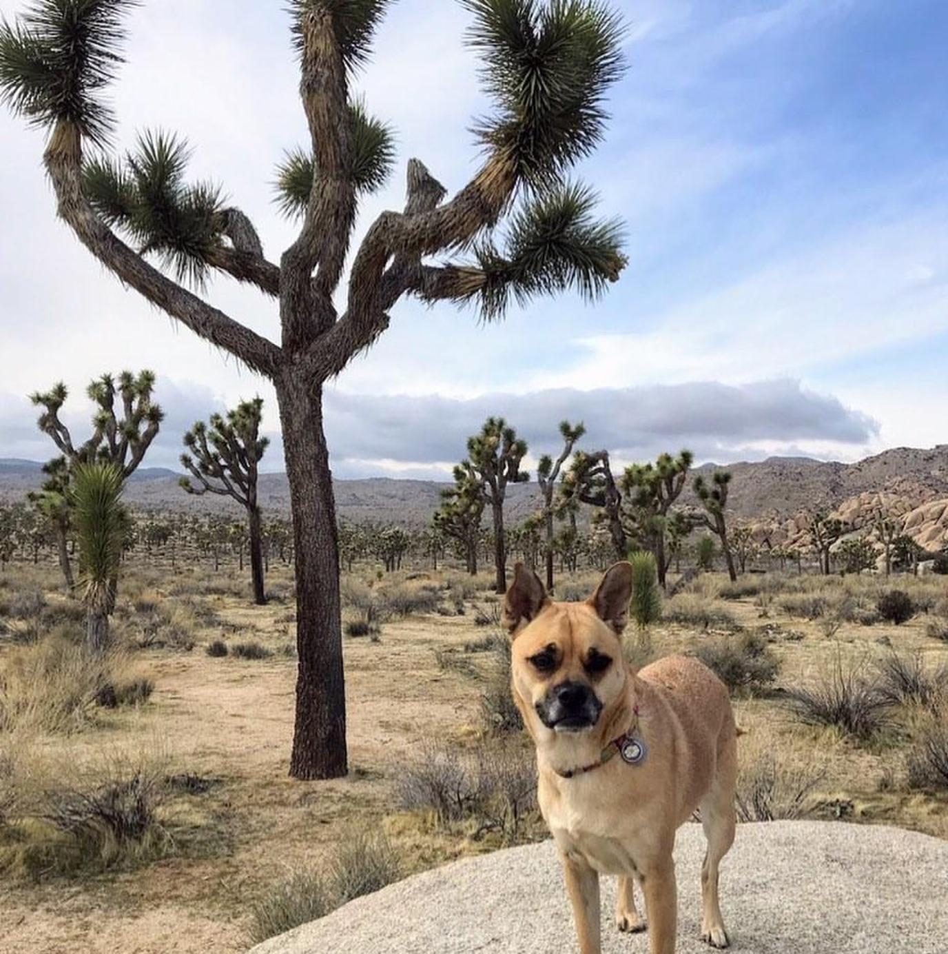 joshua tree permite perros