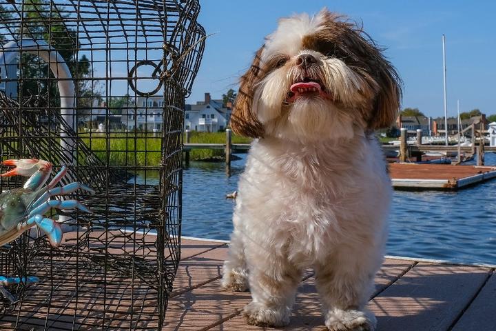 Pet friendly things to do in Chesapeake Bay.