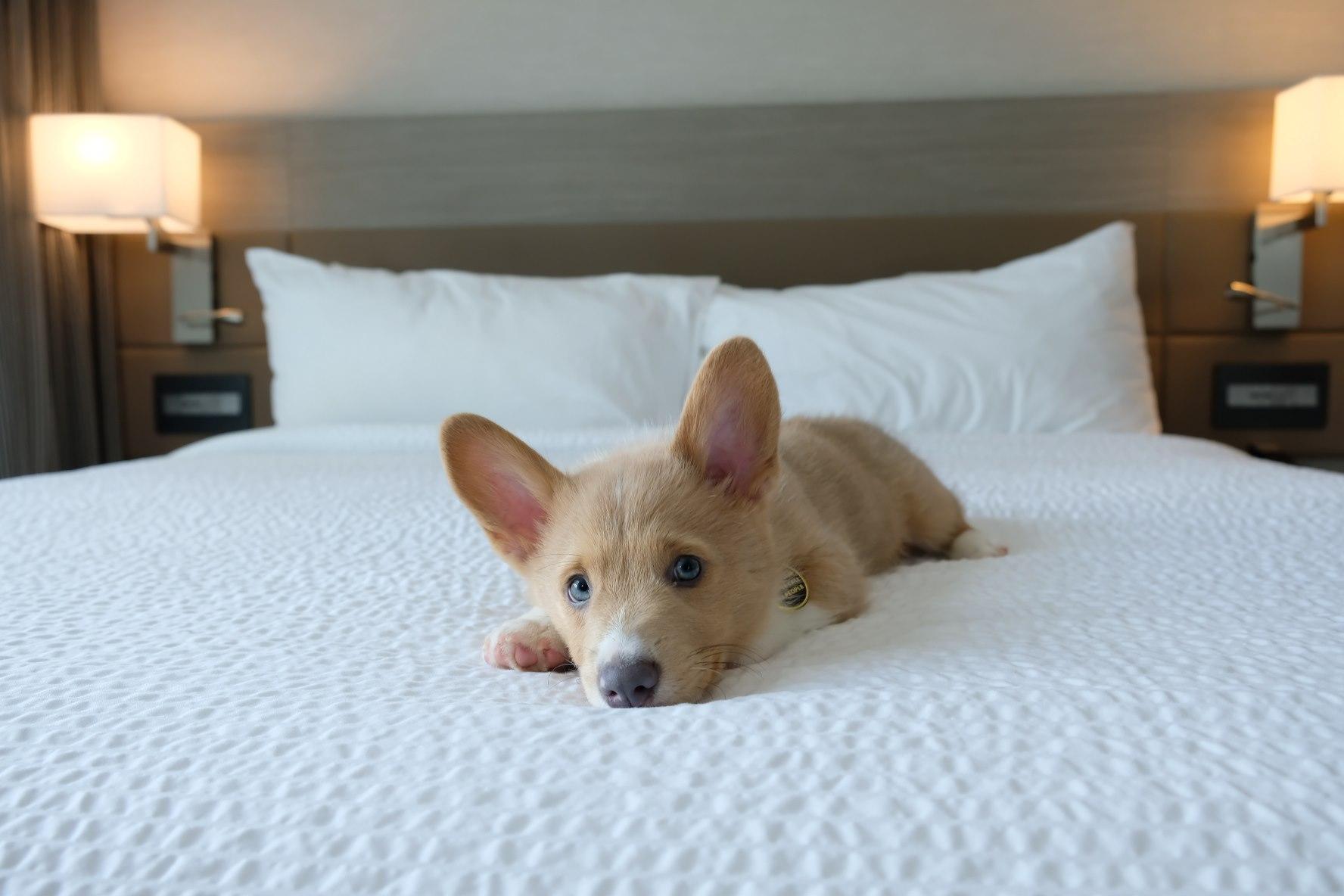 Pet Friendly Hotels in Charlotte 