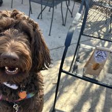 Obed & Isaac’s Microbrewery and Eatery restaurant view 5