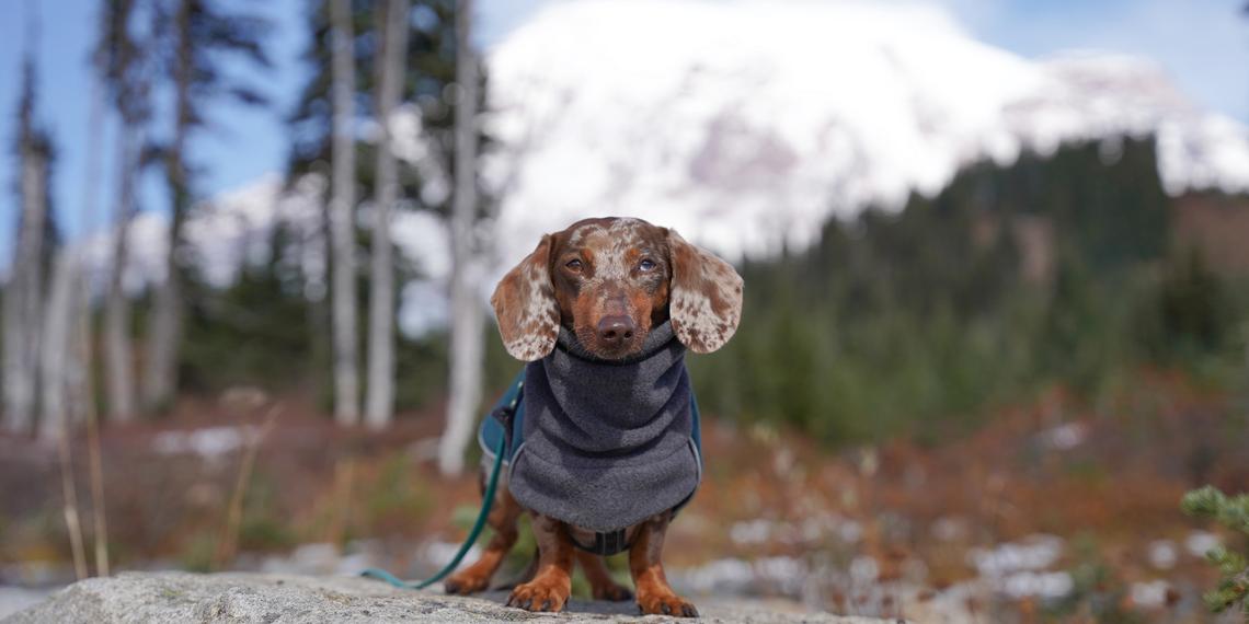 Sausage clearance dog day