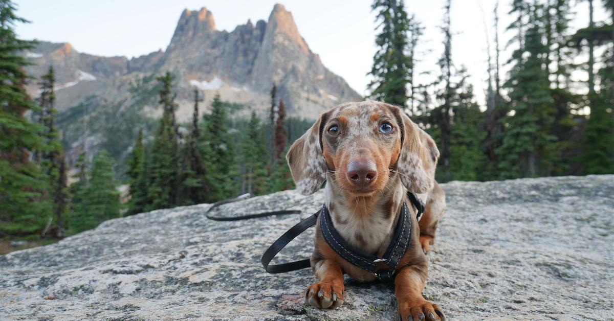 You Did What With Your Wiener? 9 of the Best Dog-Friendly Day Trips From Seattle