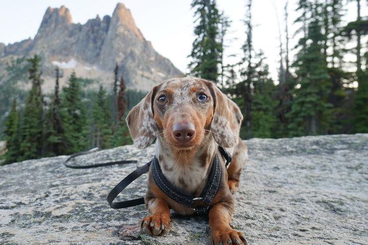 You Did What With Your Wiener? 9 of the Best Dog-Friendly Day Trips From Seattle
