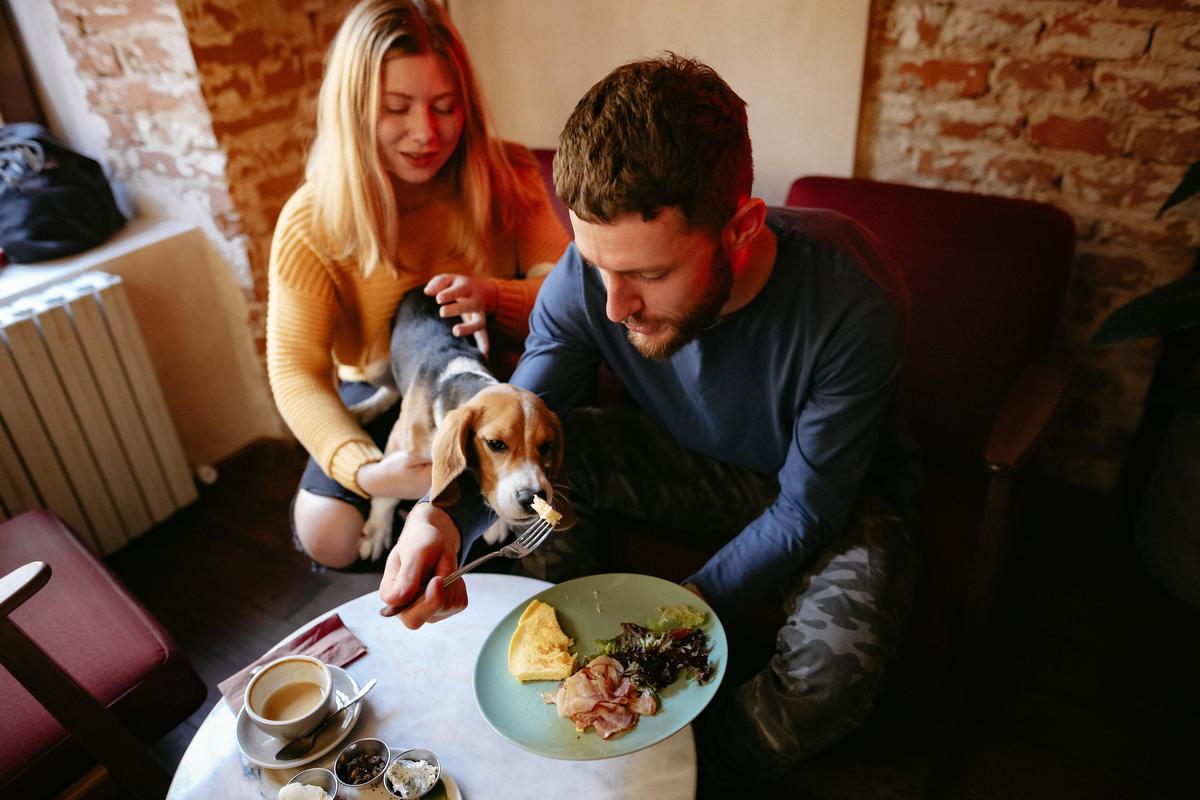 Best Breakfasts With Your Beagle - BringFido