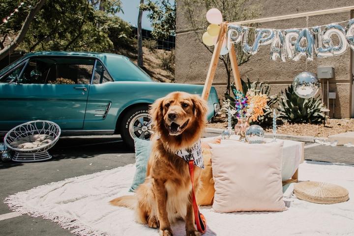 May's Best Dog Events