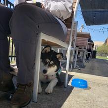 Frisco Tap House restaurant view 1