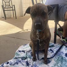 Henhouse Cafe Riverview restaurant view 1