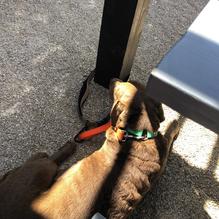 Gallant Fox Brewing - Mount Washington restaurant view 2