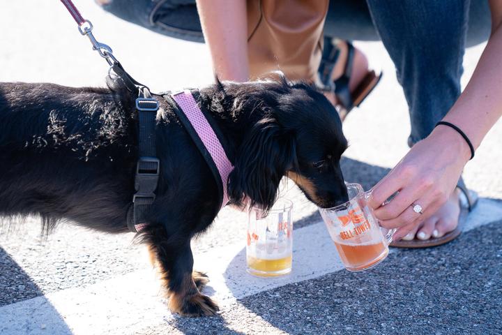Pet Friendly Bell Tower Yappy Hour