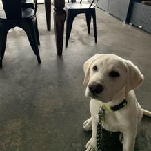 Sylver Spoon Dinner Theater restaurant view 1