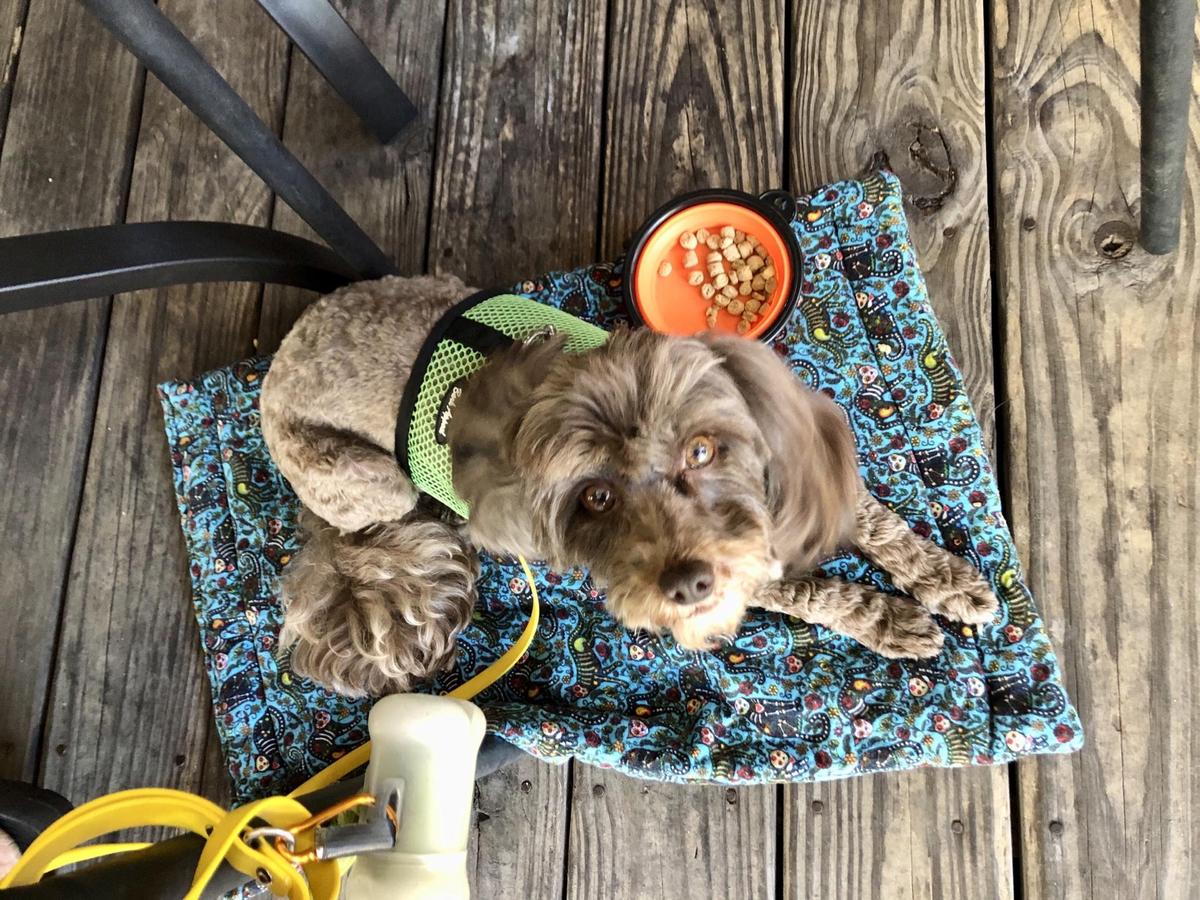 Cosmo s Restaurant Bar Pet Policy