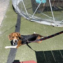 Backyard Tap restaurant view 1