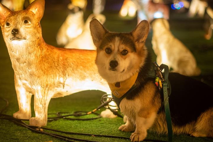 Pet-friendly things to do and places to stay in Quebec.