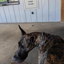 Five Wits Brewing Company restaurant view 2