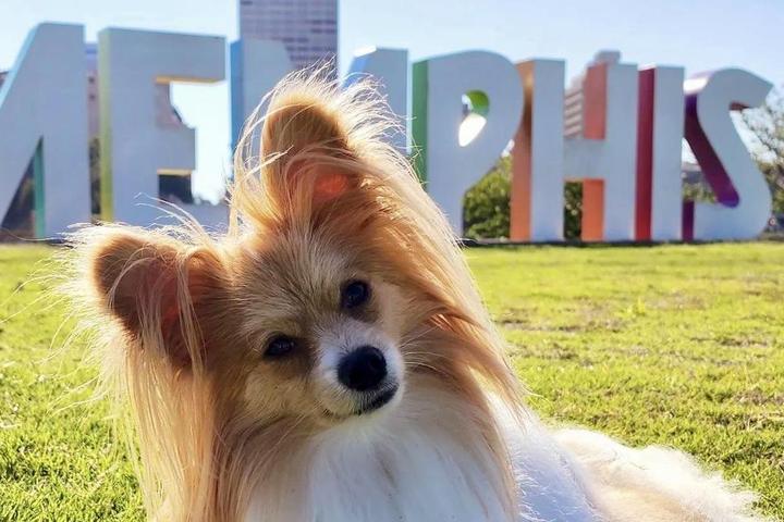 A Weekend in Dog-Friendly Memphis