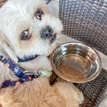 Roy Pitz Brewing Company restaurant view 1