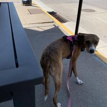 The Paisley Pear Cafe restaurant view 1