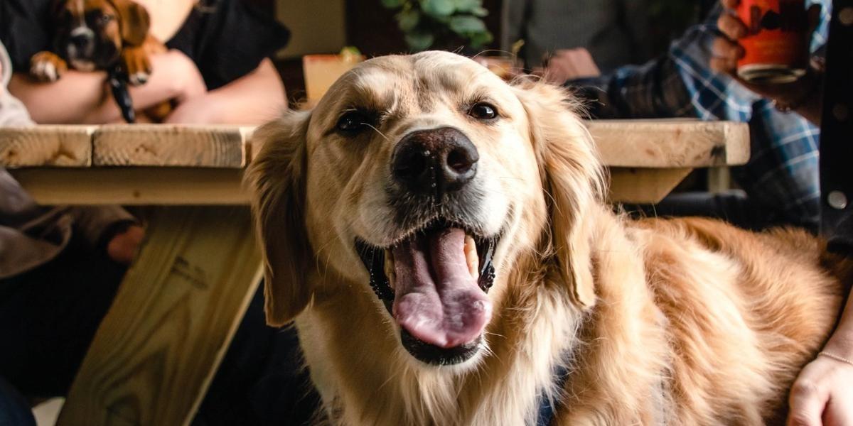 Jake & Cooper's Bark Park opening soon in Oregon