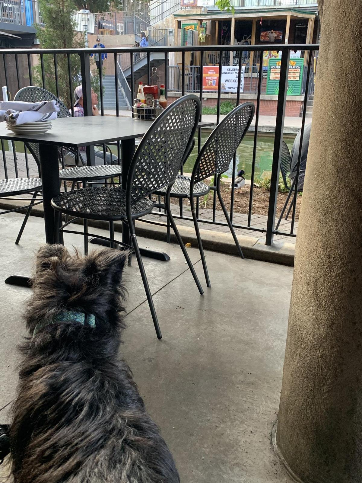 Jazmo'z Bourbon Street Cafe restaurant view 1
