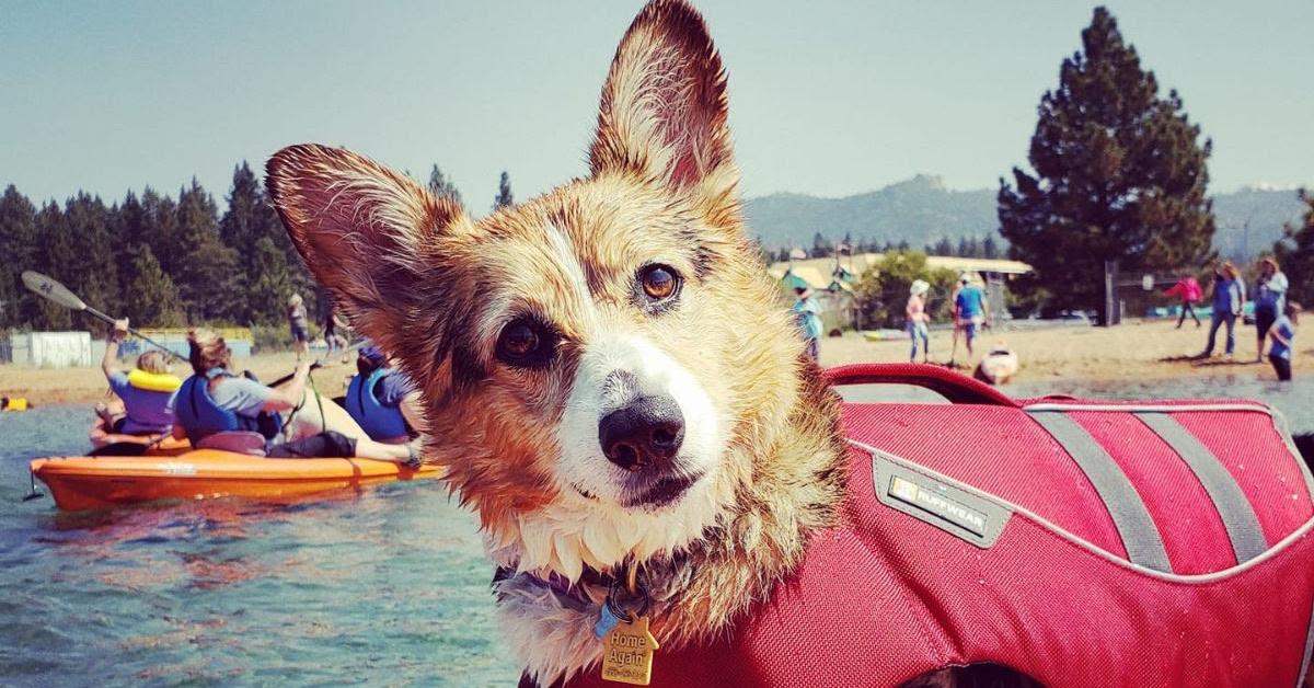 Dog-Friendly Summer Camps