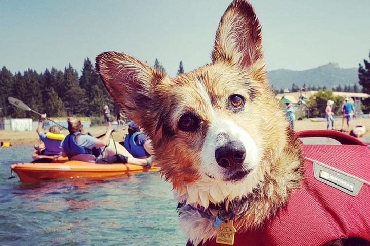 Dog-Friendly Summer Camps