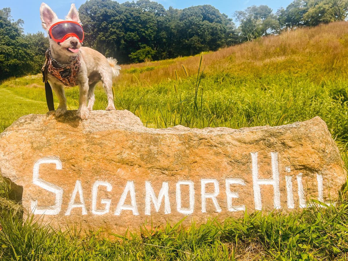 Dog friendly hikes clearance long island