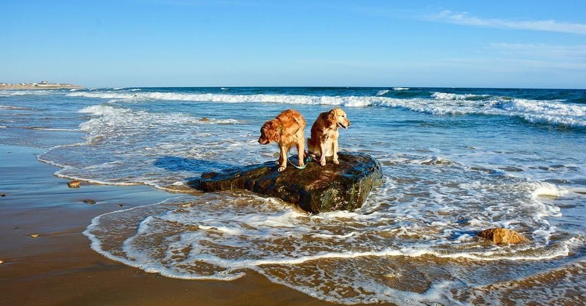 Dog Beaches on Long Island: A Complete Guide for Dog Lovers