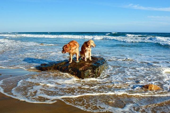 Dog friendly things to do and places to stay in Long Island.