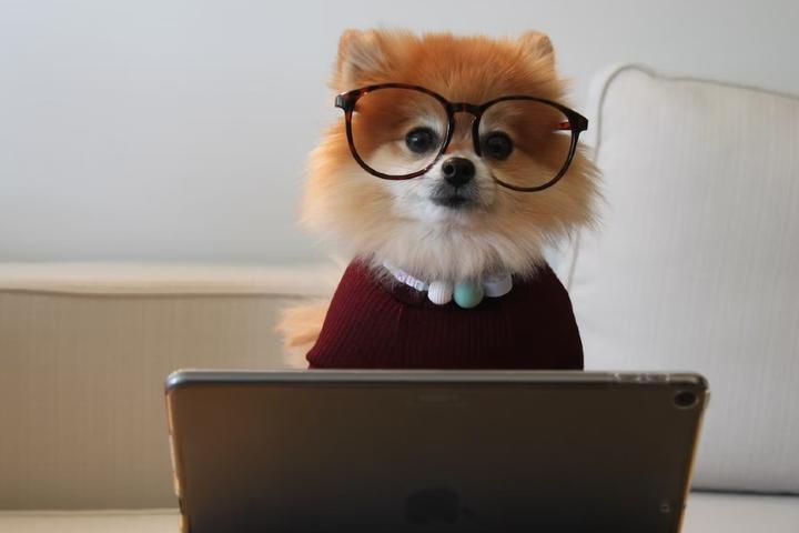 Pomeranian at the computer.