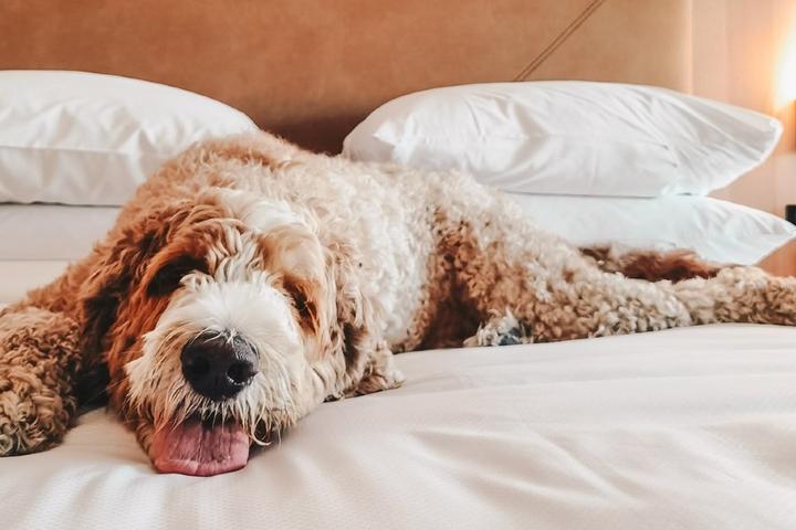 Delta Hotels by Marriott Pet Policy